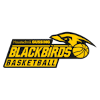Gussing Blackbirds